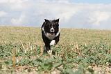 BORDER COLLIE 070